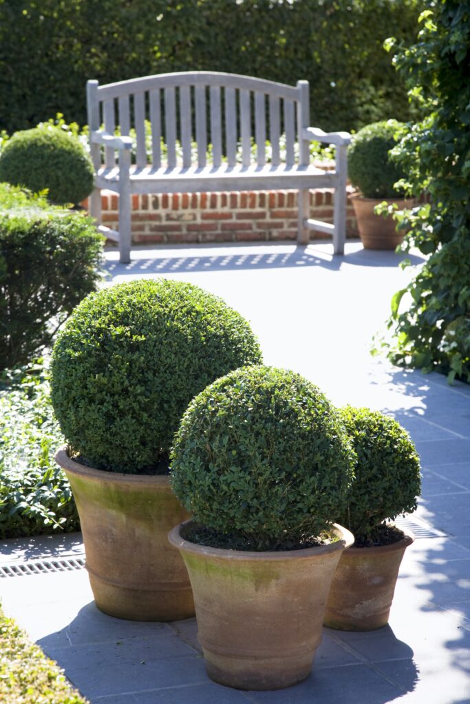 Buxus in terracotta potten en tuinbank op arduinen tegels