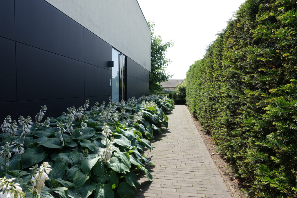 Hosta naast klinkerpad in moderne tuin