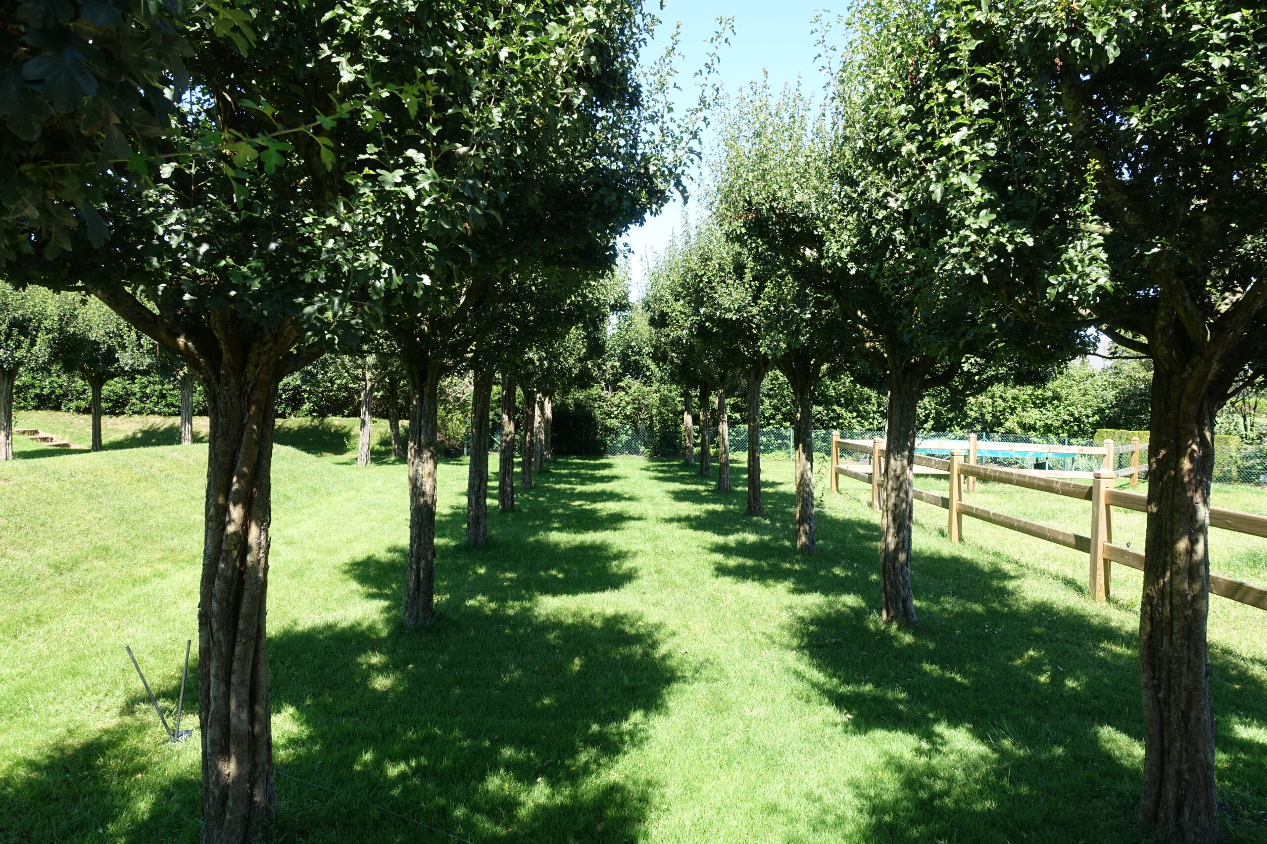 Bomenrij in vrije tuin met gazon en hekwerk. Glooiend gazon met talud