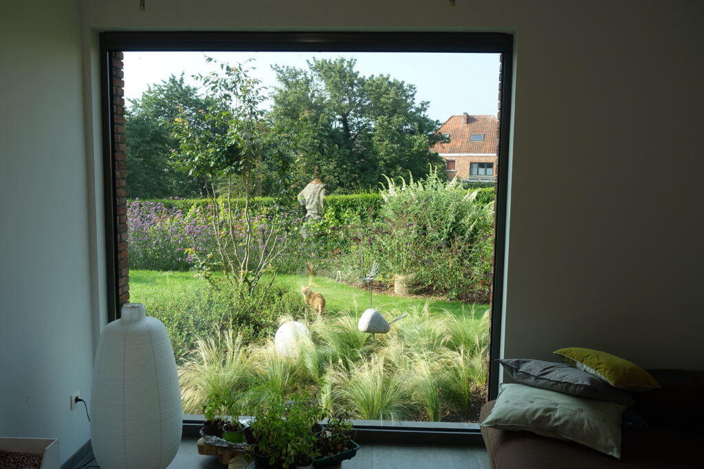 Moderne tuin zicht vanuit raam op solitair/meerstam